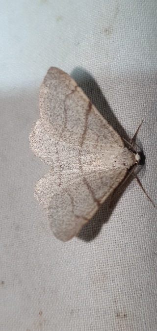Adactylotis gesticularia  - Melchior Viallet