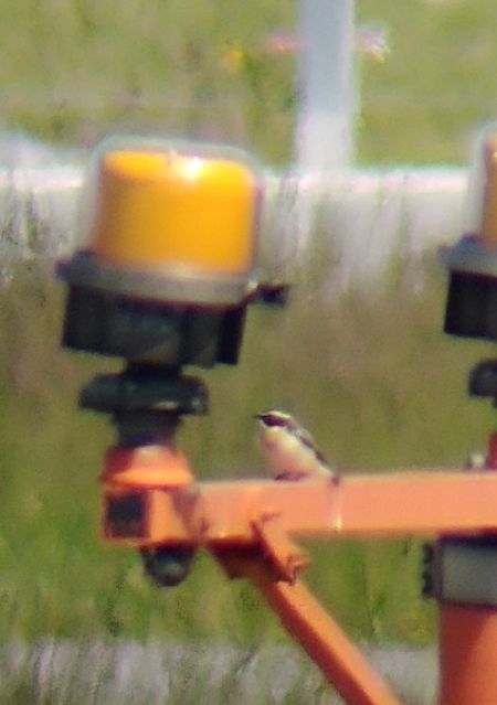 Braunkehlchen  - Monika Żochowska