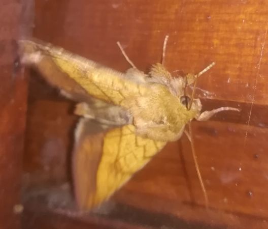 Pyrrhia umbra  - Thomas Lux
