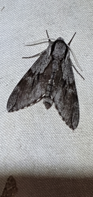 Sphinx du pin / mauresque  - Melchior Viallet