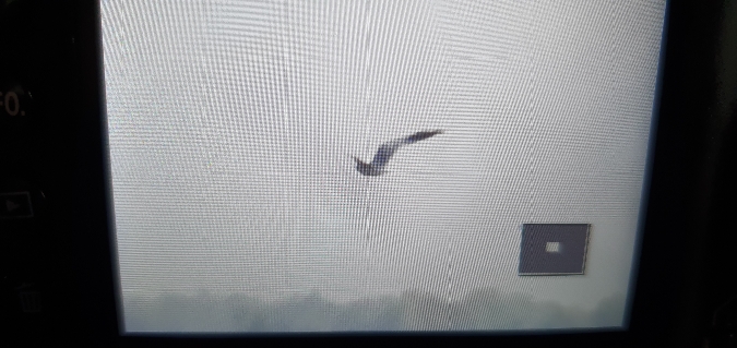 Montagu's Harrier  - Anna Kamilewicz-Wicik