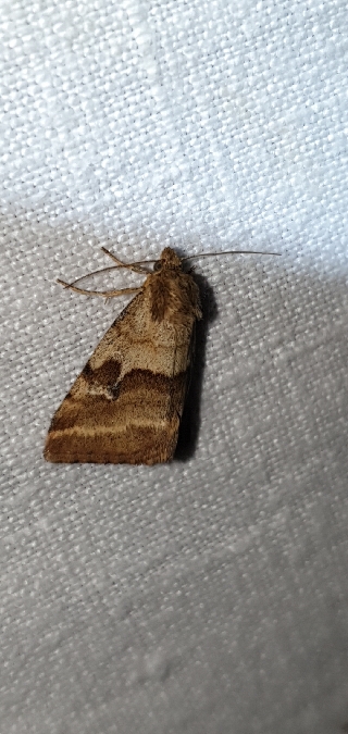 Synthymia fixa  - Melchior Viallet