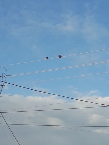 sierpówka  - Karol Łanocha