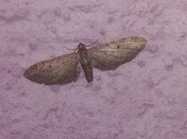 Eupithecia innotata  - Thomas Lux