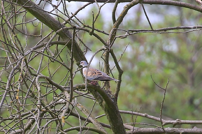 European Turtle Dove  - Adam Dybich