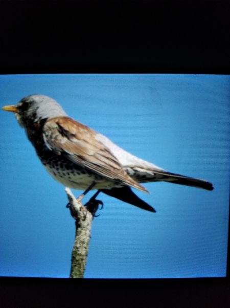Fieldfare  - Andrzej Lipiński