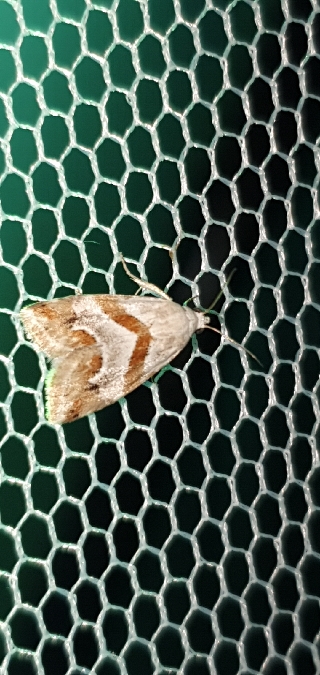 Eublemma candidana  - Melchior Viallet