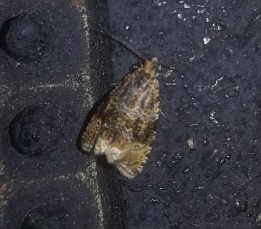Celypha lacunana  - Thomas Lux