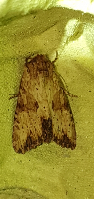 Apamea sublustris  - Melchior Viallet