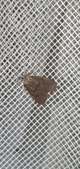 Apaidia mesogona  - Melchior Viallet