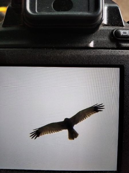 Western Marsh Harrier  - Andrzej Lipiński