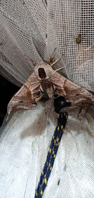 Sphinx demi-paon  - Melchior Viallet