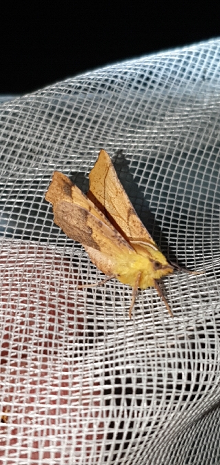 Ennomos alniaria  - Melchior Viallet