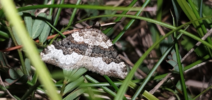 Epirrhoe galiata  - Melchior Viallet