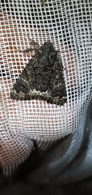 Catephia alchymista  - Melchior Viallet