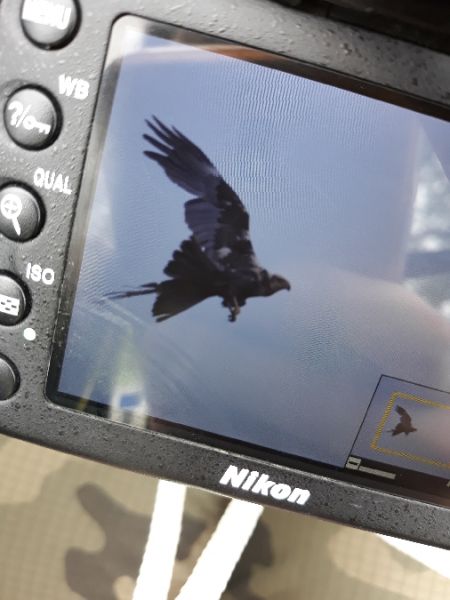 błotniak stawowy  - Patrycja Walczak