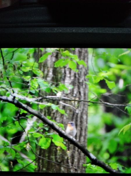 Zwergschnäpper  - Andrzej Lipiński