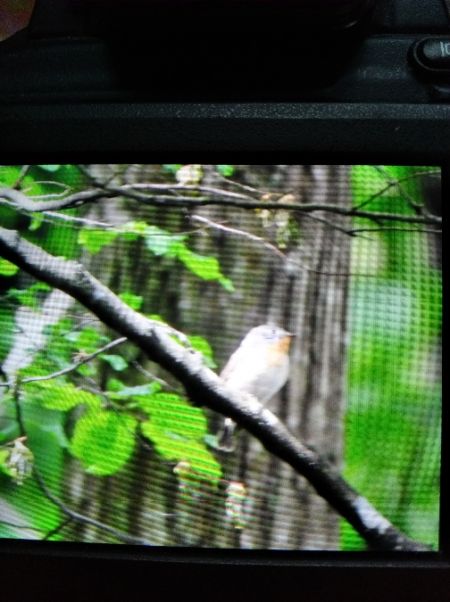 Gobemouche nain  - Andrzej Lipiński