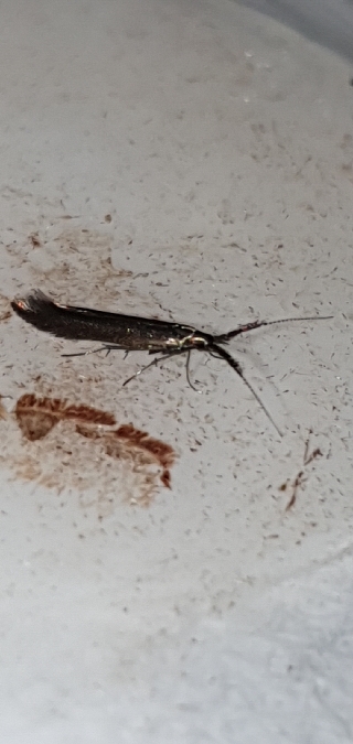 Coleophora mayrella  - Melchior Viallet