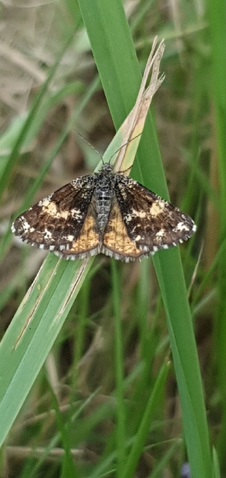 Isturgia famula  - Melchior Viallet