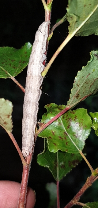 Catocala puerpera  - Melchior Viallet