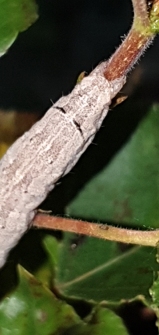 Catocala puerpera  - Melchior Viallet