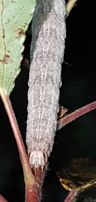 Catocala puerpera  - Melchior Viallet