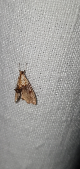 Agrotera nemoralis  - Melchior Viallet