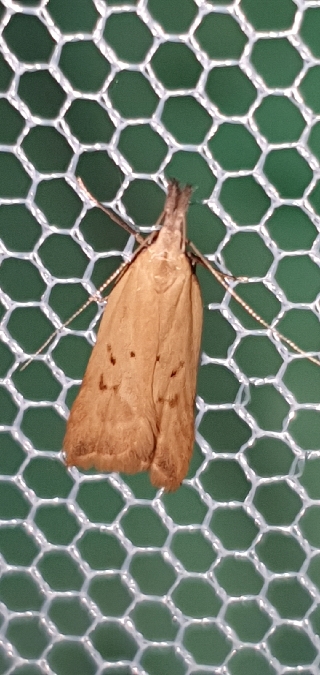 Dichomeris limosellus  - Melchior Viallet