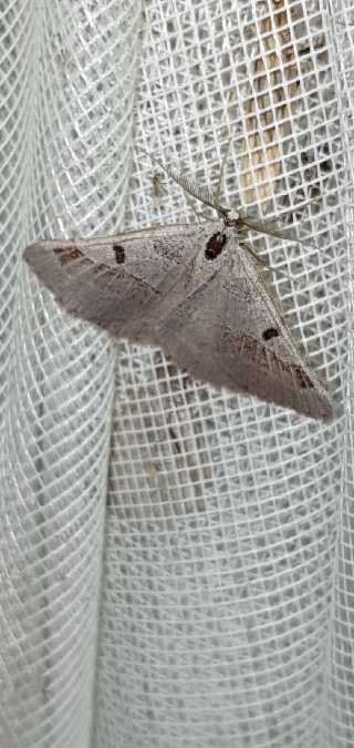 Itame vincularia  - Melchior Viallet