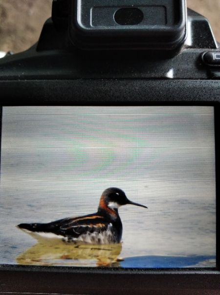 Phalarope à bec étroit  - Andrzej Lipiński