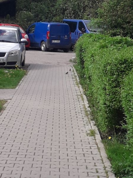 Haussperling  - Karol Łanocha