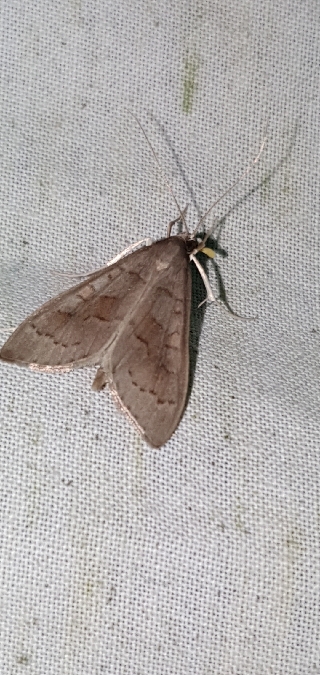 Mecyna asinalis  - Melchior Viallet