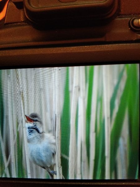 trzciniak  - Andrzej Lipiński