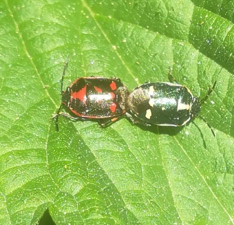 Eurydema oleracea  - Thomas Lux