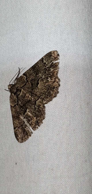 Peribatodes ilicaria  - Melchior Viallet