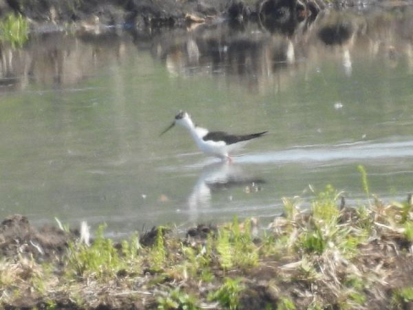 Stelzenläufer  - Szymon Sendera