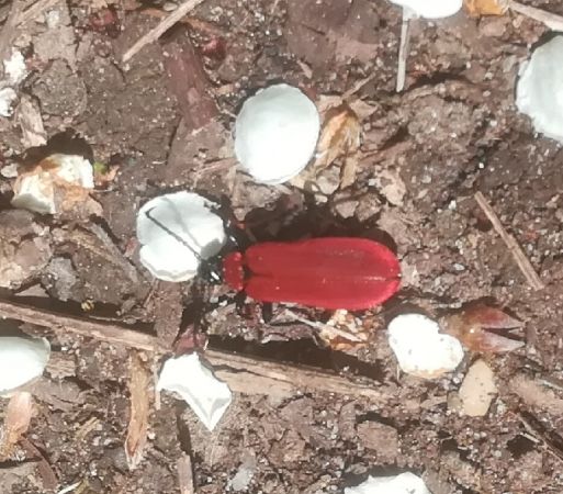 Pyrochroa coccinea  - Thomas Lux