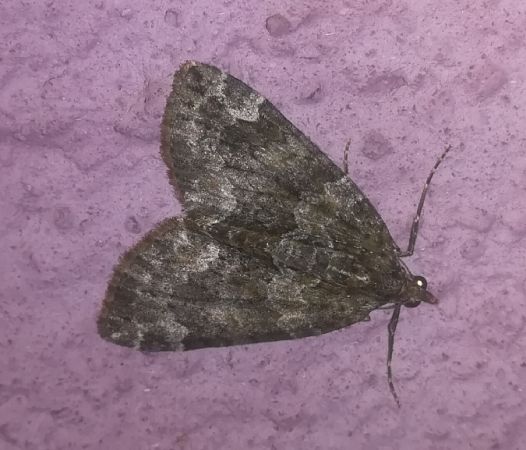 Chloroclysta siterata  - Thomas Lux