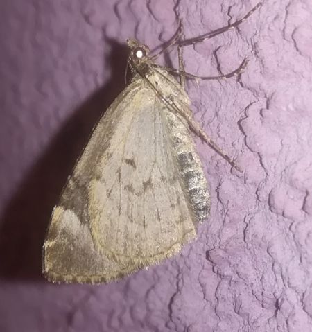 Chloroclysta siterata  - Thomas Lux