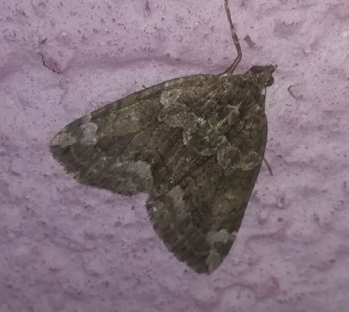Chloroclysta siterata  - Thomas Lux