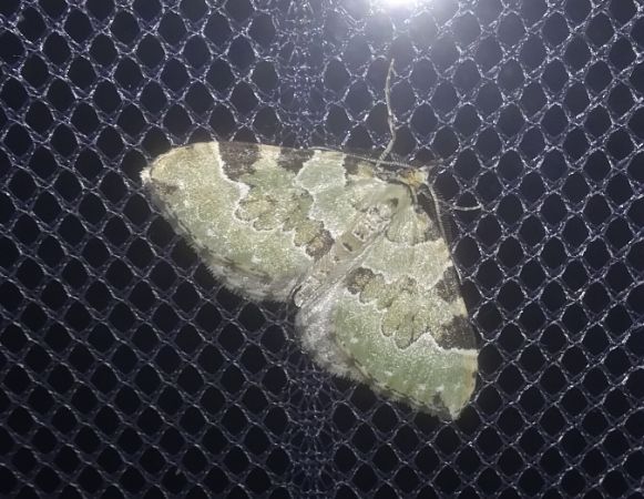 Colostygia pectinataria  - Thomas Lux