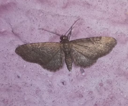 Eupithecia haworthiata  - Thomas Lux