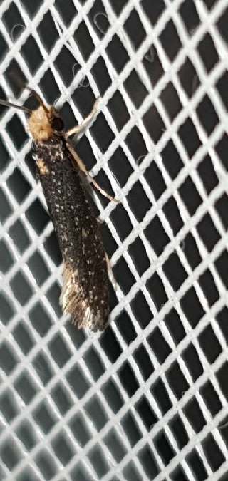 Monopis imella  - Melchior Viallet