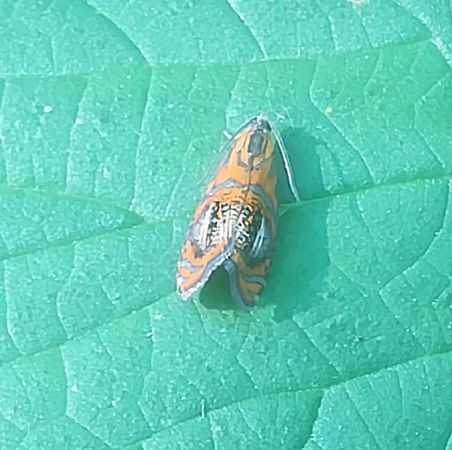 Olethreutes arcuella  - Thomas Lux