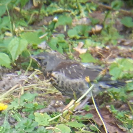 Grive litorne  - Krzysztof Sokołowski