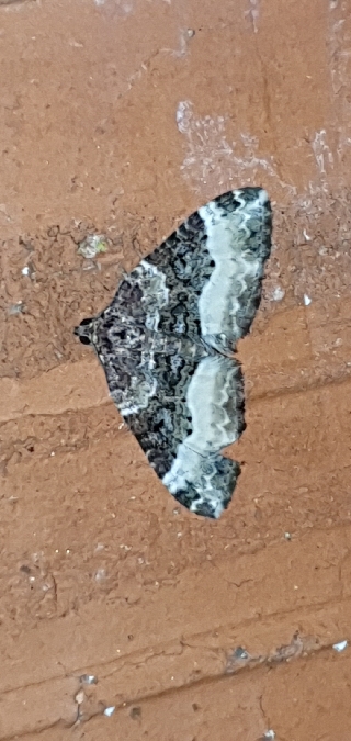 Euphyia unangulata  - Melchior Viallet