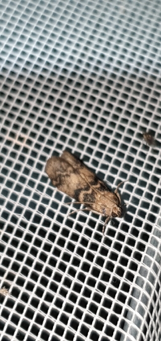Euzophera pinguis  - Melchior Viallet
