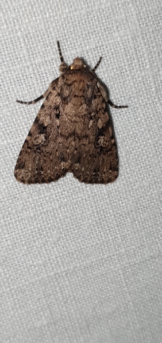 Amphipyra effusa  - Melchior Viallet
