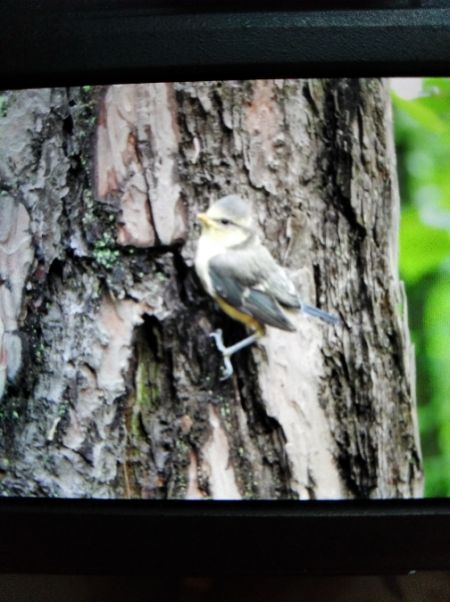 Blaumeise  - Andrzej Lipiński
